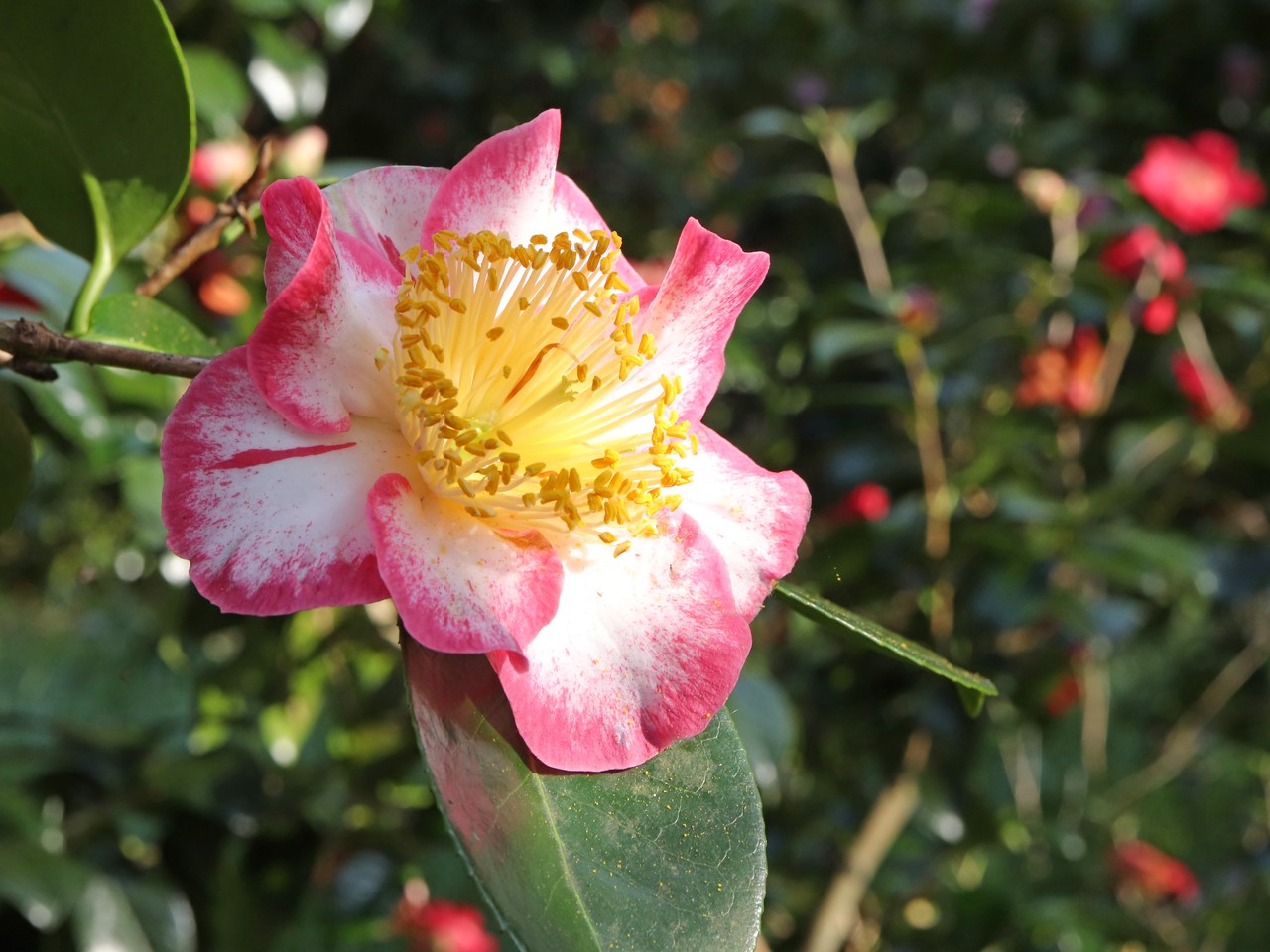 C. japonica 'Okan' (Higo)